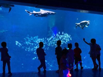 水族館制作廠家電話：水族館制作廠家電話的作用 水族館制作廠家電話：水族館制作廠家電話的作用 水族館百科（水族館加盟） 第4張