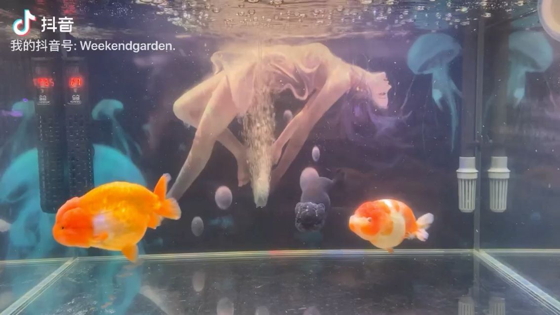 20公分龍魚一天應該喂多少？（20公分的龍魚一天應該喂多少？）