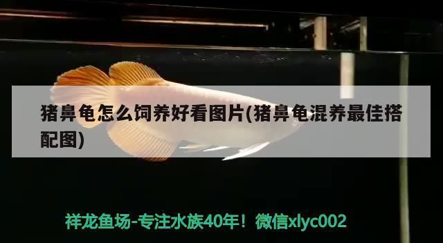 豬鼻龜怎么飼養好看圖片(豬鼻龜混養最佳搭配圖) 豬鼻龜怎么飼養好看圖片(豬鼻龜混養最佳搭配圖) 豬鼻龜百科