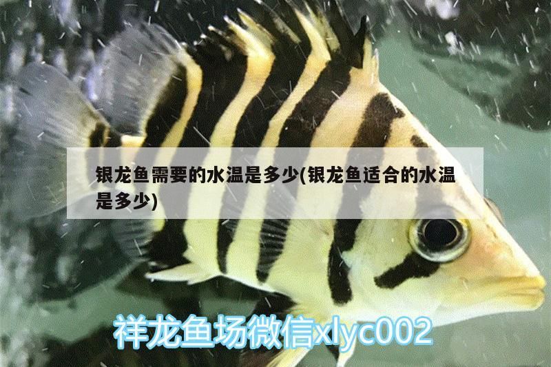 魚缸過濾器選購(gòu)指南:自制魚缸過濾器魚缸上置過濾器對(duì)于養(yǎng)魚愛好者的必備知識(shí) 銀龍魚需要的水溫是多少(銀龍魚適合的水溫是多少) 銀龍魚百科 銀龍魚需要的水溫是多少(銀龍魚適合的水溫是多少) 銀龍魚需要的水溫是多少(銀龍魚適合的水溫是多少) 銀龍魚百科