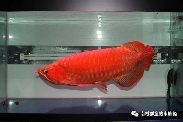 紅龍魚挑選及價格概述 紅龍魚挑選及價格概述 速倍妥魚糧魚藥 第2張