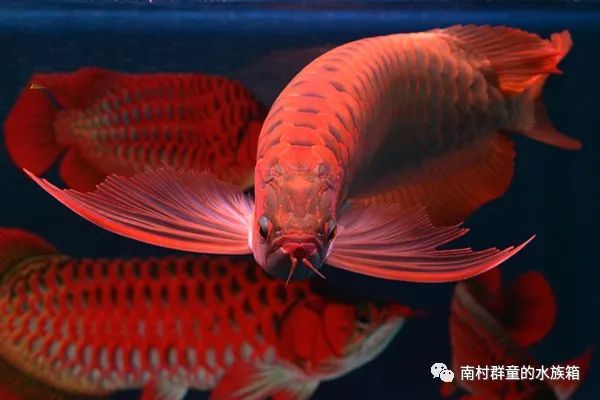 紅龍魚挑選及價格概述 紅龍魚挑選及價格概述 速倍妥魚糧魚藥 第4張