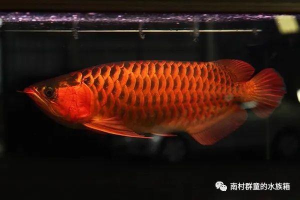 紅龍魚挑選及價格概述 紅龍魚挑選及價格概述 速倍妥魚糧魚藥 第3張