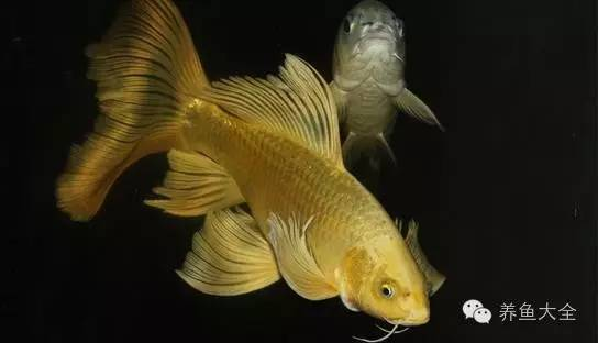 愛唯希魚缸代理價格表（愛唯希魚缸代理價格表圖片）