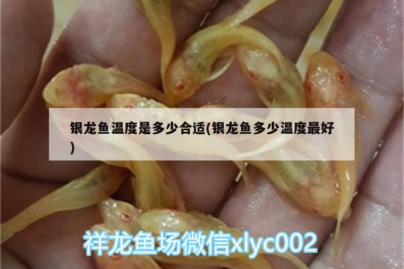 銀龍魚溫度是多少合適(銀龍魚多少溫度最好) 銀龍魚溫度是多少合適(銀龍魚多少溫度最好) 銀龍魚百科