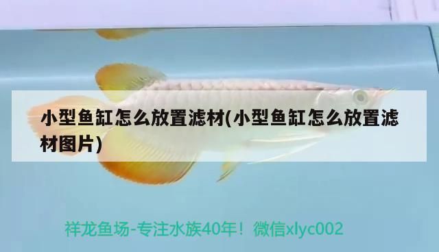 小型魚缸怎么放置濾材(小型魚缸怎么放置濾材圖片) 小型魚缸怎么放置濾材(小型魚缸怎么放置濾材圖片) 觀賞魚百科