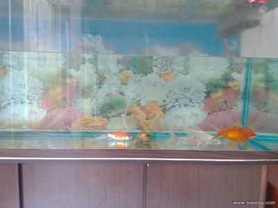 80公分長魚缸多少錢：80公分長的魚缸價格在300-2000元左右