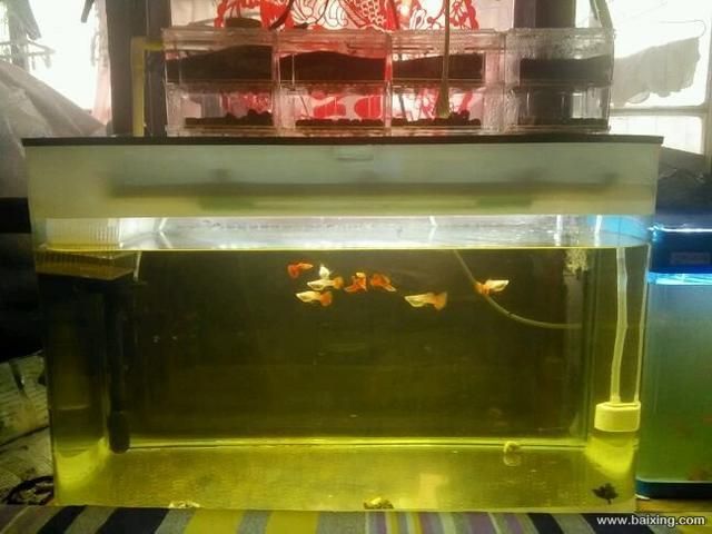 80公分長魚缸多少錢：80公分長的魚缸價格在300-2000元左右