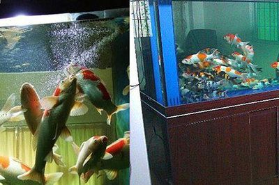 4條魚放三個魚缸有幾種方法：4條魚放三個魚缸的數學原理