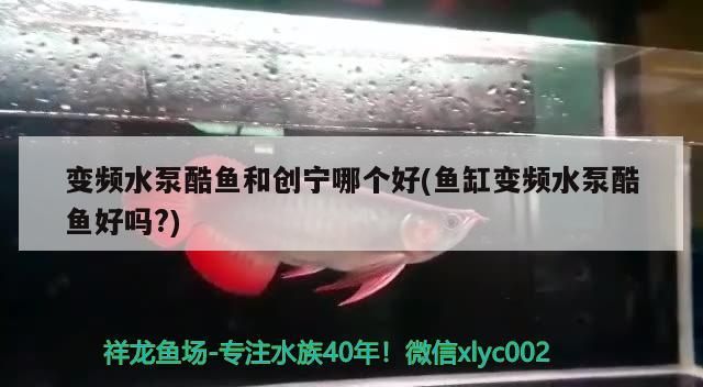 變頻水泵酷魚和創寧哪個好(魚缸變頻水泵酷魚好嗎?)