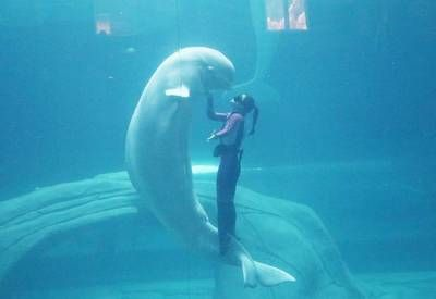 水族館主要經(jīng)營什么類目的：水族館特許經(jīng)營案例分析水族館特許經(jīng)營案例分析