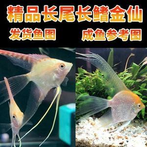 水族館一般賣什么（水族館一般銷售商品）