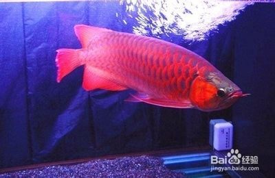 紅龍魚的介紹詞語怎么寫一年級：一年級紅龍魚的飼養技巧