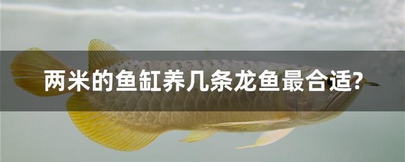 兩米的魚缸養幾條龍魚最合適？