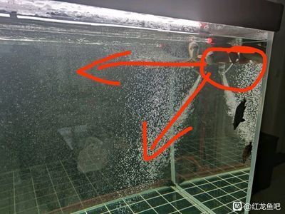 紅龍魚體內有蟲怎么祛除它：如何檢測紅龍魚是否感染寄生蟲