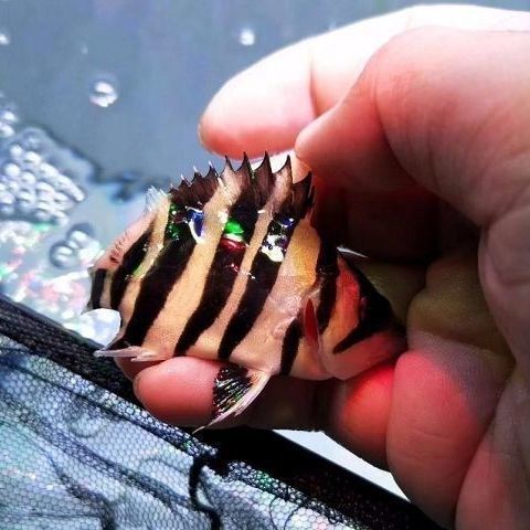 虎魚活體運(yùn)輸技巧，虎魚活體運(yùn)輸技巧及注意事項 虎魚活體運(yùn)輸技巧，虎魚活體運(yùn)輸技巧及注意事項 虎魚百科 第2張
