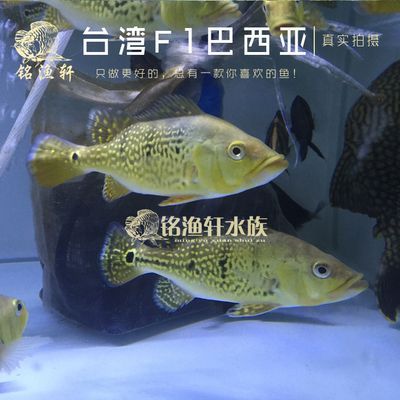 虎魚活體運(yùn)輸技巧，虎魚活體運(yùn)輸技巧及注意事項 虎魚活體運(yùn)輸技巧，虎魚活體運(yùn)輸技巧及注意事項 虎魚百科 第3張