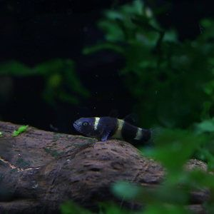 虎魚活體運(yùn)輸技巧，虎魚活體運(yùn)輸技巧及注意事項 虎魚活體運(yùn)輸技巧，虎魚活體運(yùn)輸技巧及注意事項 虎魚百科 第5張