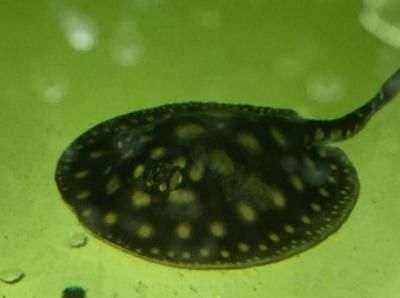 魟魚喂小魚要注意什么細菌病毒感染：在喂養魟魚小魚時有幾個重要的注意事項需要考慮 魟魚喂小魚要注意什么細菌病毒感染：在喂養魟魚小魚時有幾個重要的注意事項需要考慮 魟魚百科 第3張