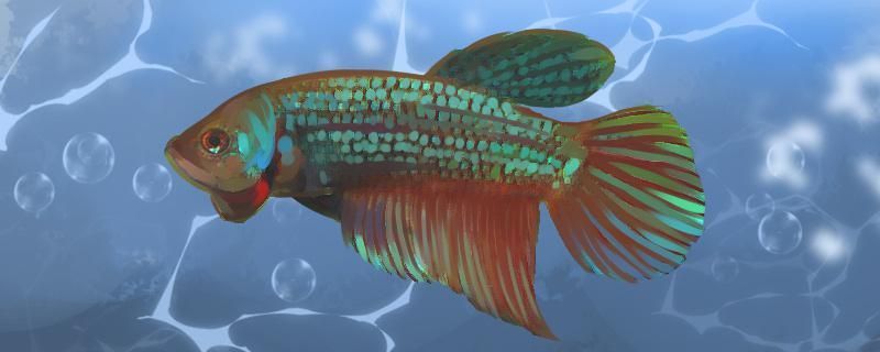 綠寶搏魚好養嗎怎么養