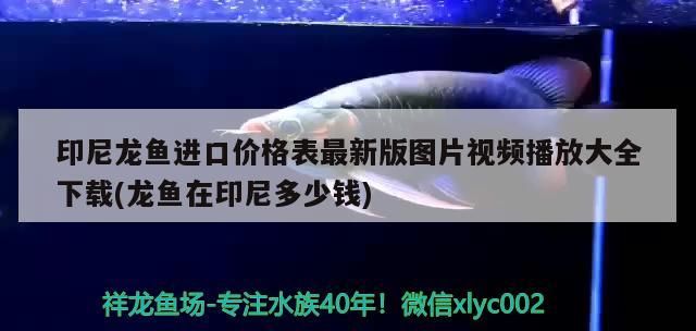 浮萍魚缸造景圖片大全欣賞(浮萍養(yǎng)在魚缸是否會(huì)越來(lái)越多)