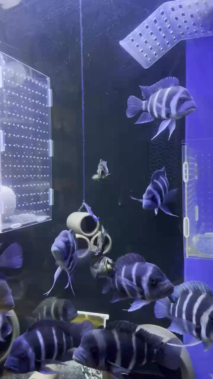 薩伊藍 薩伊藍 龍魚論壇