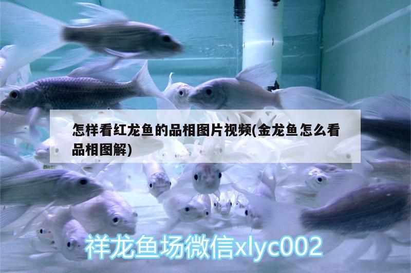 怎樣看紅龍魚的品相圖片視頻(金龍魚怎么看品相圖解) 怎樣看紅龍魚的品相圖片視頻(金龍魚怎么看品相圖解) 銀龍魚百科