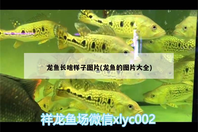 七彩神仙魚缸飄著白色絮狀物（七彩神仙魚缸底顏色） 七彩神仙魚缸飄著白色絮狀物（七彩神仙魚缸底顏色） 九鼎魚缸 第1張