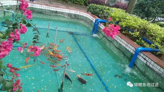 戶外魚池沒有過濾系統怎么辦（戶外魚池設計中魚池的過濾系統）
