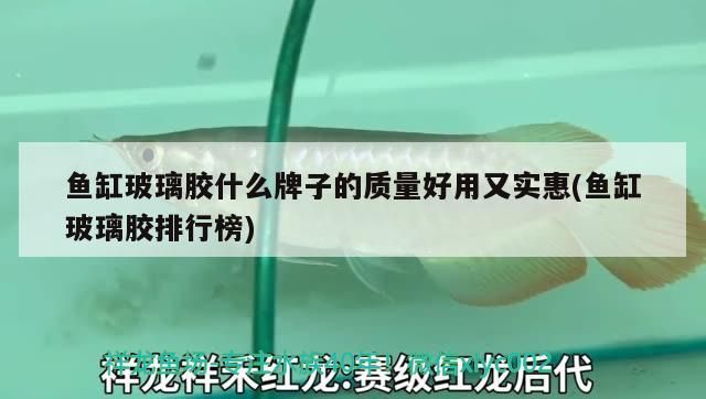 新到家的小虎魚(yú) 魚(yú)缸玻璃膠什么牌子的質(zhì)量好用又實(shí)惠(魚(yú)缸玻璃膠排行榜) 九鼎魚(yú)缸 魚(yú)缸玻璃膠什么牌子的質(zhì)量好用又實(shí)惠(魚(yú)缸玻璃膠排行榜) 魚(yú)缸玻璃膠什么牌子的質(zhì)量好用又實(shí)惠(魚(yú)缸玻璃膠排行榜) 九鼎魚(yú)缸