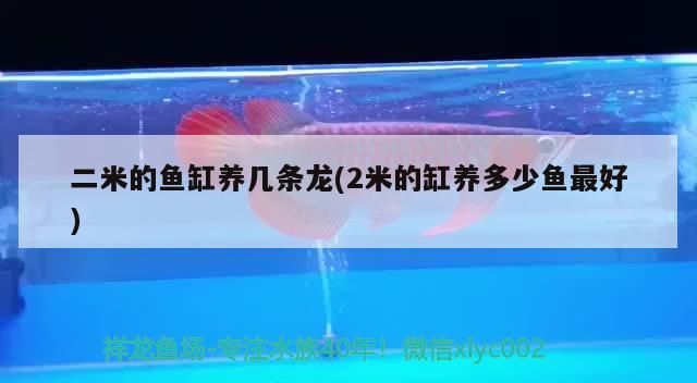 二米的魚缸養(yǎng)幾條龍(2米的缸養(yǎng)多少魚最好)