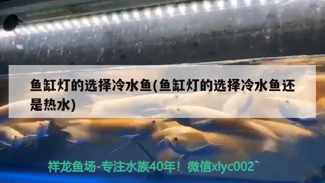 魚缸燈的選擇冷水魚(魚缸燈的選擇冷水魚還是熱水) 魚缸燈的選擇冷水魚(魚缸燈的選擇冷水魚還是熱水) 豬鼻龜百科