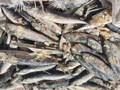 藍珀金龍魚真假鑒別技巧：如何辨別藍珀金龍魚真假 藍珀金龍魚真假鑒別技巧：如何辨別藍珀金龍魚真假 金龍魚百科 第1張