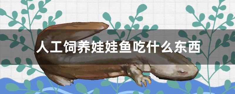 人工飼養(yǎng)娃娃魚吃什么東西