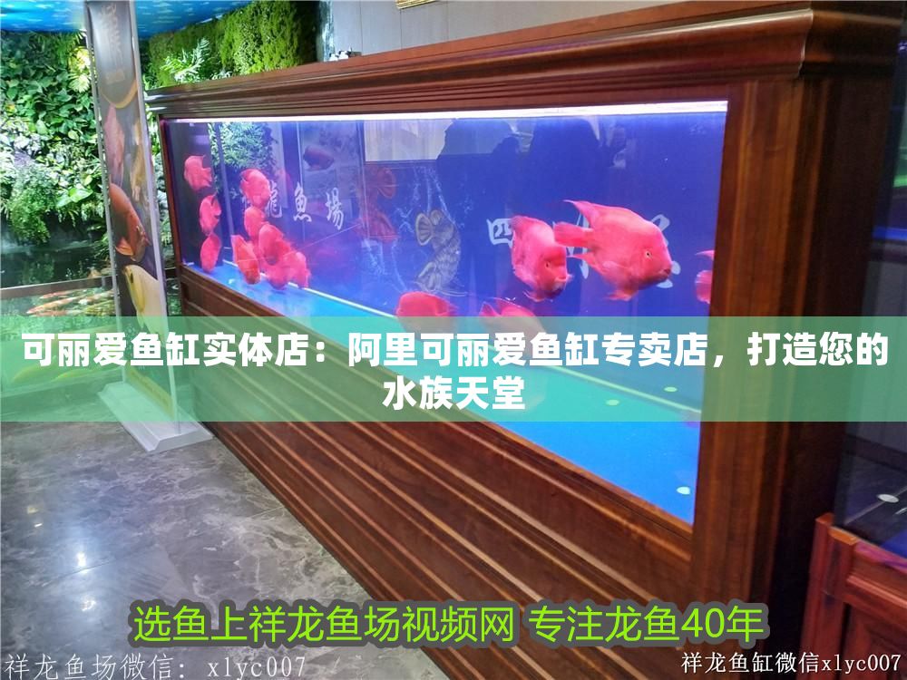 可麗愛魚缸實體店：阿里可麗愛魚缸專賣店，打造您的水族天堂 可麗愛魚缸實體店：阿里可麗愛魚缸專賣店，打造您的水族天堂 iwish愛唯希品牌魚缸 第1張