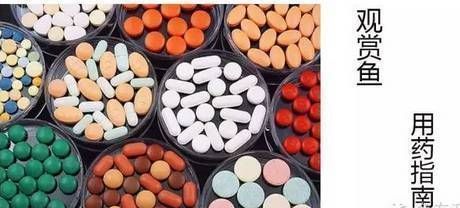 龍魚吃甲硝銼用量vs祥龍魚場：甲硝唑?qū)堲~的影響