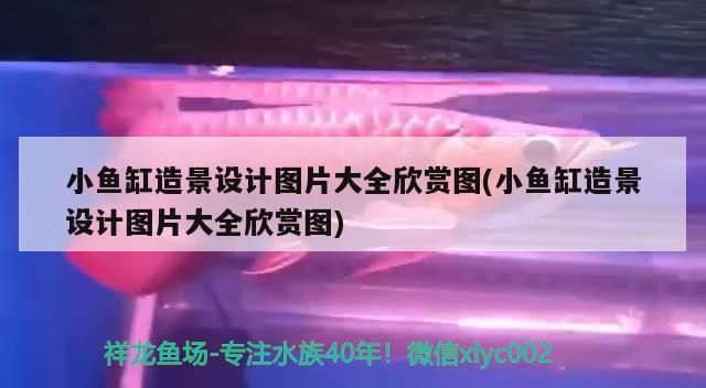 龍魚干蝦有營養嗎 小魚缸造景設計圖片大全欣賞圖(小魚缸造景設計圖片大全欣賞圖) 元寶鳳凰魚百科 小魚缸造景設計圖片大全欣賞圖(小魚缸造景設計圖片大全欣賞圖) 小魚缸造景設計圖片大全欣賞圖(小魚缸造景設計圖片大全欣賞圖) 元寶鳳凰魚百科