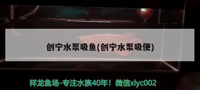 創(chuàng)寧水泵吸魚(創(chuàng)寧水泵吸便)