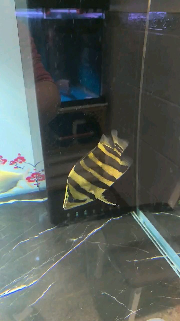 虎魚還是要下大缸才有狀態