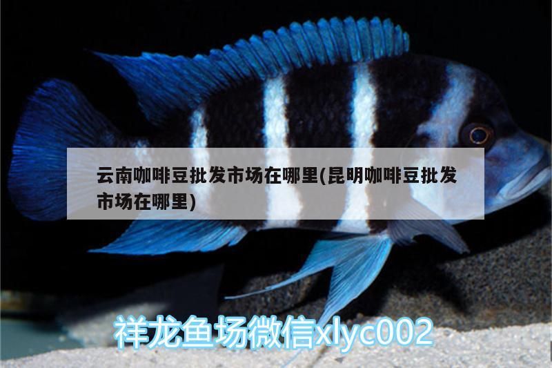 魚缸用增氧泵價(jià)格是多少:魚缸增氧機(jī)-xtrac增氧機(jī)-xtrac增氧機(jī) 云南咖啡豆批發(fā)市場在哪里(昆明咖啡豆批發(fā)市場在哪里) 馬來西亞咖啡 云南咖啡豆批發(fā)市場在哪里(昆明咖啡豆批發(fā)市場在哪里) 云南咖啡豆批發(fā)市場在哪里(昆明咖啡豆批發(fā)市場在哪里) 馬來西亞咖啡