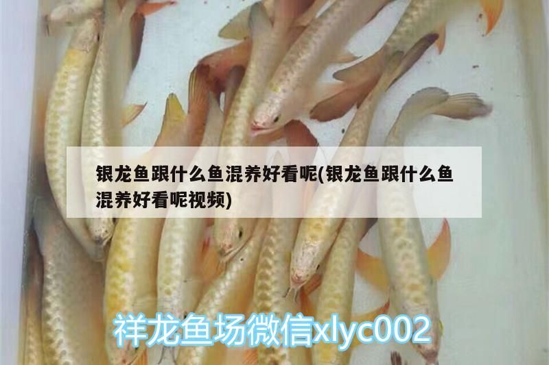 銀龍魚跟什么魚混養好看呢(銀龍魚跟什么魚混養好看呢視頻) 銀龍魚跟什么魚混養好看呢(銀龍魚跟什么魚混養好看呢視頻) 銀龍魚百科