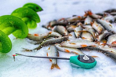 魟魚加鹽么：[需手動填充]魚可以加鹽么？