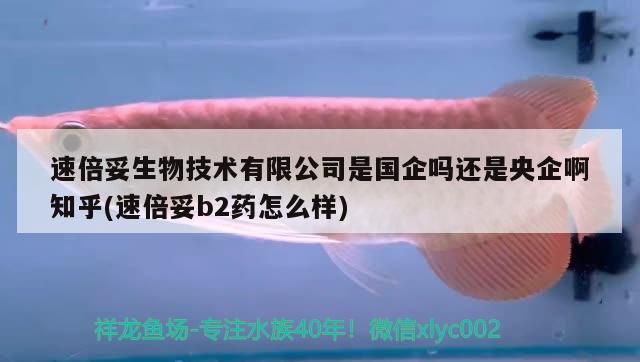 速倍妥生物技術有限公司是國企嗎還是央企啊知乎(速倍妥b2藥怎么樣) 速倍妥生物技術有限公司是國企嗎還是央企啊知乎(速倍妥b2藥怎么樣) 速倍妥