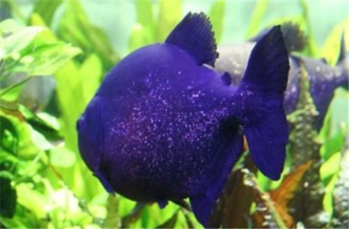 蘇虎魚好不好養活呀怎么看：蘇虎魚怎么養？