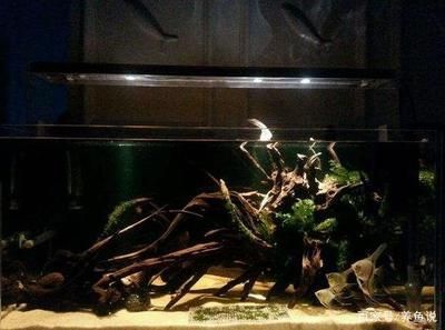 80的魚(yú)缸養(yǎng)什么魚(yú)合適：80厘米的魚(yú)缸提供了足夠的空間來(lái)飼養(yǎng)多種魚(yú)類(lèi)