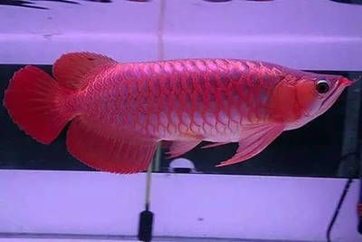 龍魚的溫度最高水溫不能超過多少度以上vs祥龍魚場(chǎng)：龍魚適宜的水溫范圍 龍魚的溫度最高水溫不能超過多少度以上vs祥龍魚場(chǎng)：龍魚適宜的水溫范圍 vs祥龍魚場(chǎng) 第4張