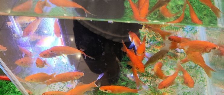 水族館常見的魚介紹（水族館中常見的幾種魚類及其詳細介紹） 水族館常見的魚介紹（水族館中常見的幾種魚類及其詳細介紹） 水族館百科（水族館加盟） 第3張