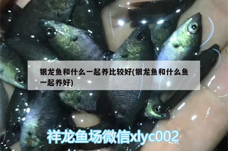 銀龍魚和什么一起養比較好(銀龍魚和什么魚一起養好)