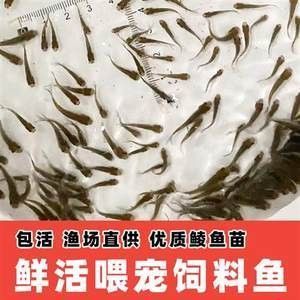 可以把飼料魚和龍魚養一起