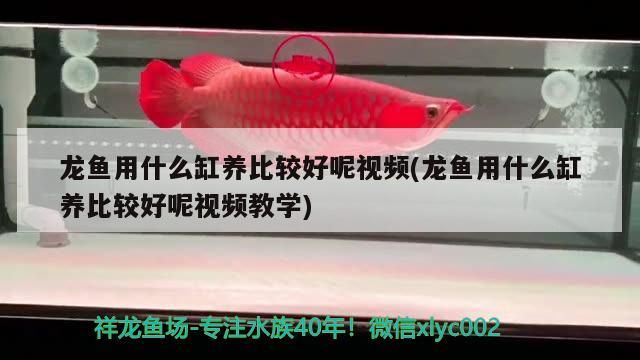 龍魚用什么缸養比較好呢視頻(龍魚用什么缸養比較好呢視頻教學)